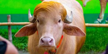 ‘ডোনাল্ড ট্রাম্প’কে দেখতে চিড়িয়াখানায় উপচে পড়া ভিড়