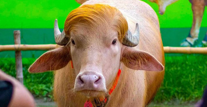 ‘ডোনাল্ড ট্রাম্প’কে দেখতে চিড়িয়াখানায় উপচে পড়া ভিড়
