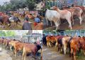 ঈদযাত্রা আর গরুর হাটে বৃষ্টির হানা, চরম ভোগান্তি