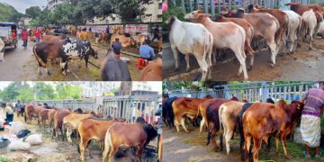 ঈদযাত্রা আর গরুর হাটে বৃষ্টির হানা, চরম ভোগান্তি