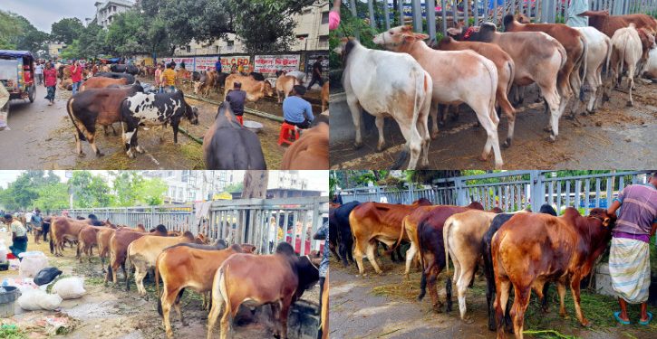 ঈদযাত্রা আর গরুর হাটে বৃষ্টির হানা, চরম ভোগান্তি