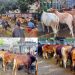 ঈদযাত্রা আর গরুর হাটে বৃষ্টির হানা, চরম ভোগান্তি