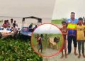 পদ্মায় ট্রলারডুবিতে ব্যবসায়ীসহ ২৩ গরু নিখোঁজ