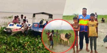 পদ্মায় ট্রলারডুবিতে ব্যবসায়ীসহ ২৩ গরু নিখোঁজ