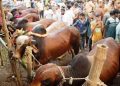 ‘এবার কুরবানির পশুর হাটে চাঁদাবাজি চলবে না’