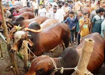 ‘এবার কুরবানির পশুর হাটে চাঁদাবাজি চলবে না’