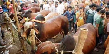 ‘এবার কুরবানির পশুর হাটে চাঁদাবাজি চলবে না’