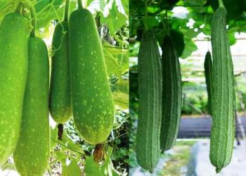 গরমে লাউ না ঝিঙে কোনটি বেশি স্বাস্থ্যকর