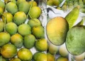 আম চিনবেন যেভাবে