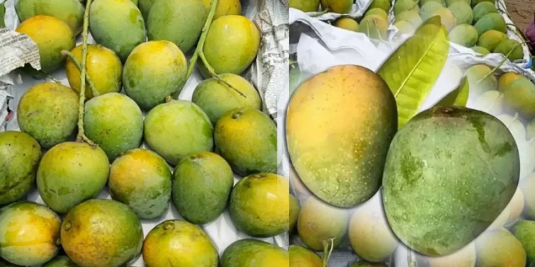 আম চিনবেন যেভাবে