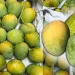 আম চিনবেন যেভাবে