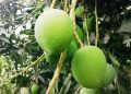জুনে আসছে হাঁড়িভাঙা আম