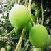 জুনে আসছে হাঁড়িভাঙা আম