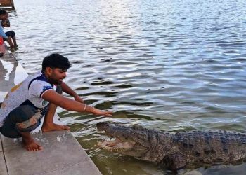 খানজাহান আলী মাজারের দিঘি থেকে কুমির সরানোর সিদ্ধান্ত