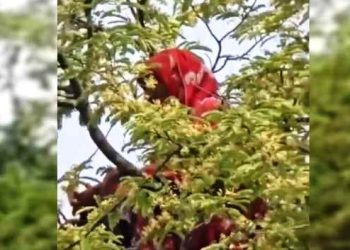 আবারও তেঁতুল গাছের মগডালে সেই নারী