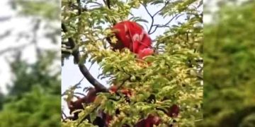 আবারও তেঁতুল গাছের মগডালে সেই নারী