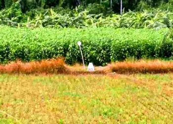 সীমান্তে ১১ জনকে পুশ ইনের চেষ্টা রুখে দিয়েছে বিজিবি
