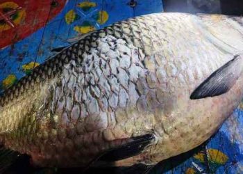 পদ্মা নদীতে ধরা পড়ল এক মণ ওজনের কাতলা