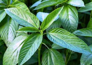বর্ষায় পাটশাক খেলে মিলবে ৬ স্বাস্থ্য উপকারিতা