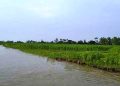 ফের বাড়ছে তিস্তা-দুধকুমার নদের পানি, নিম্নাঞ্চল প্লাবিত