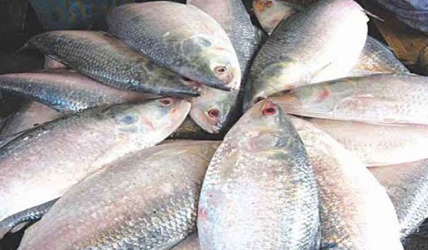 জালভর্তি ইলিশ তবু দাম চড়া