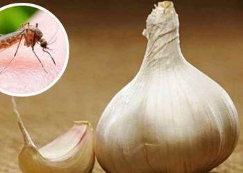 মশা তাড়াতে রসুনের কার্যকারিতা