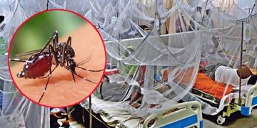 ডেঙ্গুতে আরও ৬ জনের প্রাণহানি