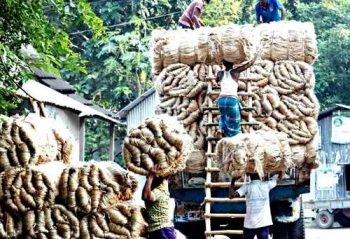 পাট রপ্তানি করে ১০ বছরে দেশের আয় ৮৪ হাজার কোটি টাকা