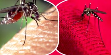 ডেঙ্গুতে আরও ৭ জনের মৃত্যু