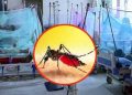 ডেঙ্গুতে মৃত্যু ৩০০ ছুঁইছুঁই, ২৪ ঘন্টায় প্রাণ গেল চারজনের