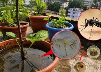 ডেঙ্গুর ঝুঁকি কমাতে ঘরেই বদলাতে হবে যেসব অভ্যাস